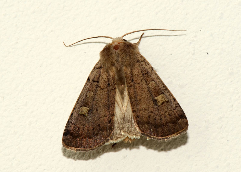 Noctuidae Xestia xanthographa ?